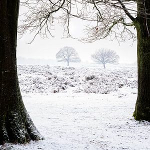 Winter tree's