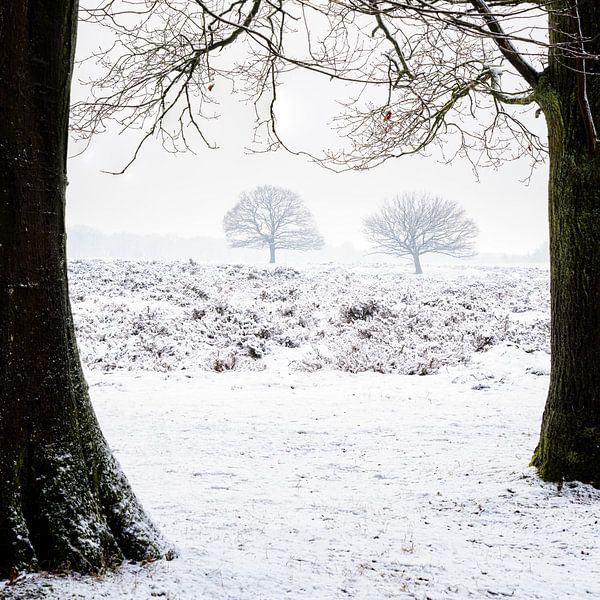 Winter tree's van Richard Guijt Photography