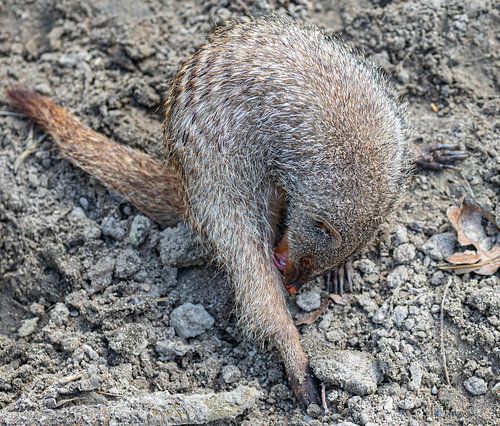 Das Waschen der Zebramanguste sorgt für ein gepflegtes Fell