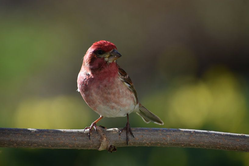A finch in the garden by Claude Laprise