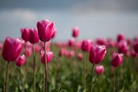 Tulips in the field Tulpen in het veld