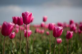 Tulips in the field Tulpen in het veld von Jovas Fotografie