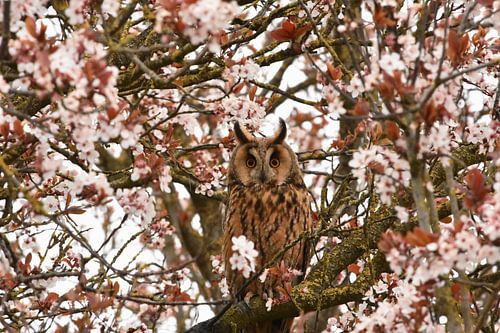 Uil in de bloesem