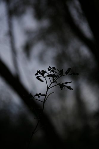 Silhouet plant