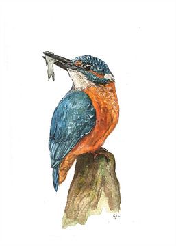 The kingfisher - watercolour drawing by STUDIOGEE.
