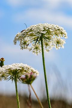 Hogweed in bloom by Kristof Leffelaer