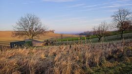 Golden light @ Winthagen by Rob Boon