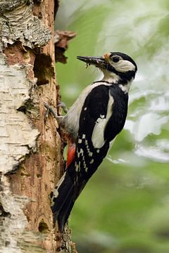 Great Spotted Woodpecker ( Dendrocopos major ) perched at its nest hole, beak full of prey, insects,