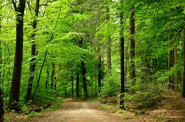 In the spring forest by Corinne Welp