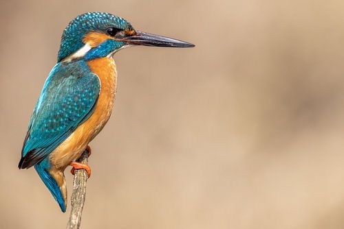 Kingfisher