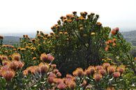 Oranje bloemen van de Leucospermum van Susan Dekker thumbnail