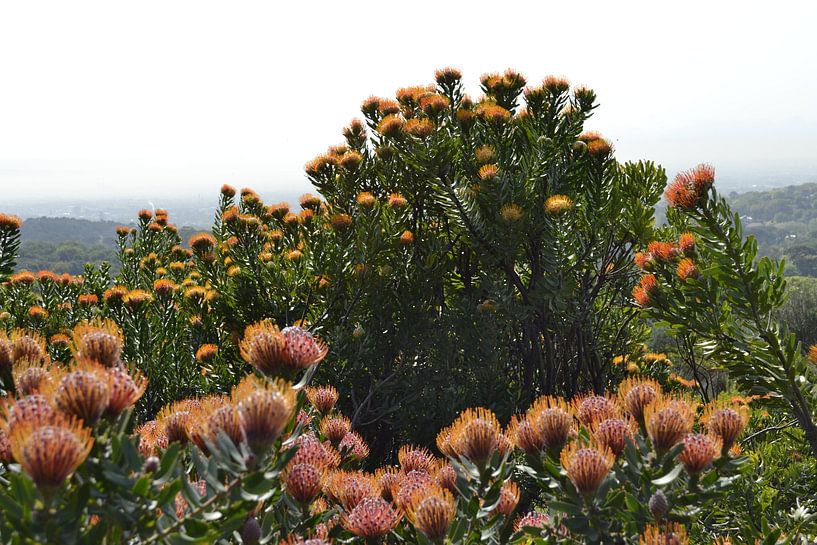 Oranje bloemen van de Leucospermum van Susan Dekker