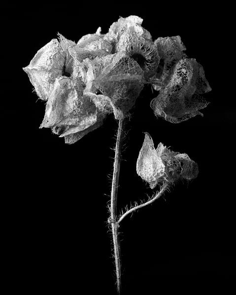Portrait en noir et blanc de fleurs fanées par Casper Zuidwijk