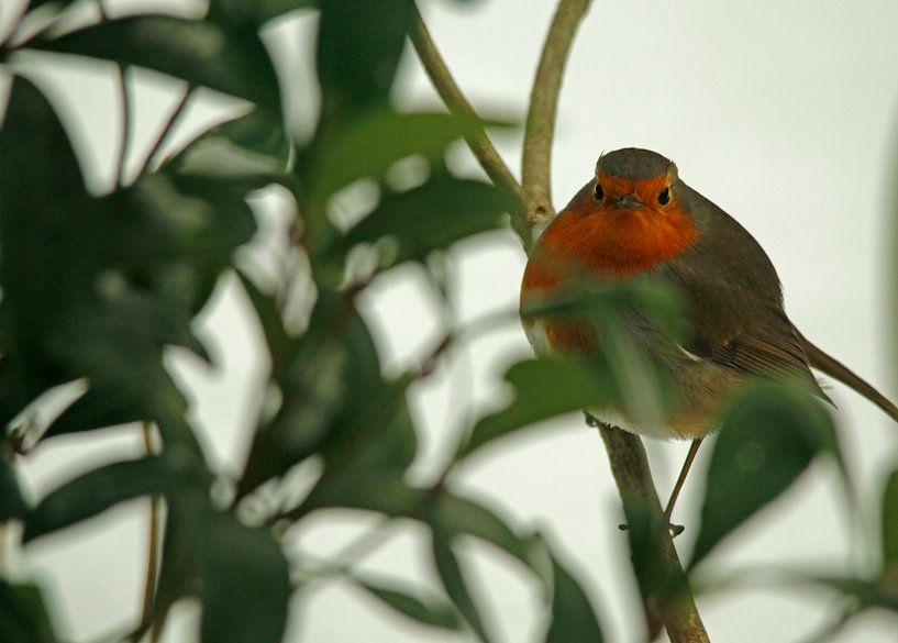 Roodborstje in tuin van Cora Unk