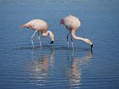 flamingo's in Chili von Eline Oostingh Miniaturansicht