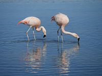 flamingo's in Chili