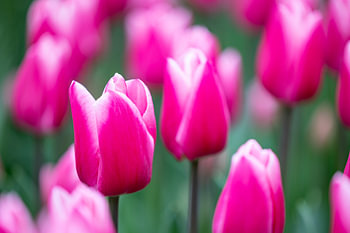 Tulpe