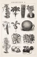 Vintage botanische prent Groenten I