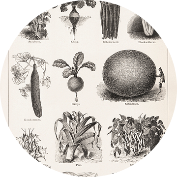 Vintage botanische prent Groenten I van Studio Wunderkammer