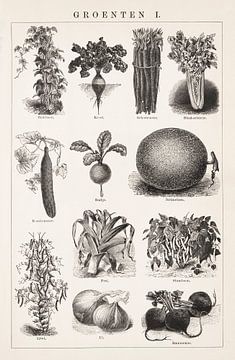 Vintage botanical print Vegetables I by Studio Wunderkammer