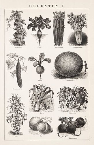 Vintage botanische prent Groenten I