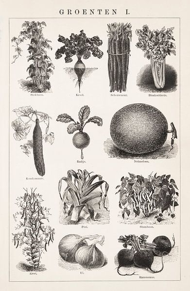 Imprimé botanique vintage Légumes I par Studio Wunderkammer