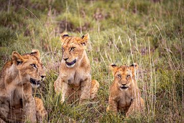 Three lion baboons or lion cubs in Kenya Africa. Safari in the morning by Fotos by Jan Wehnert