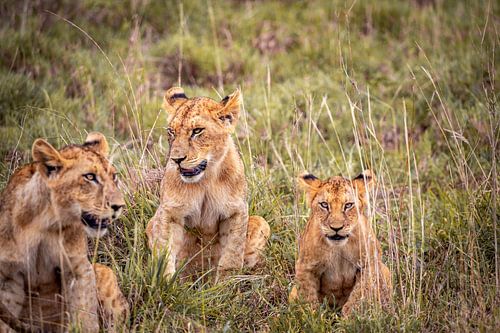 Drie leeuwbavianen of leeuwenwelpjes in Kenia Afrika. Safari in de ochtend