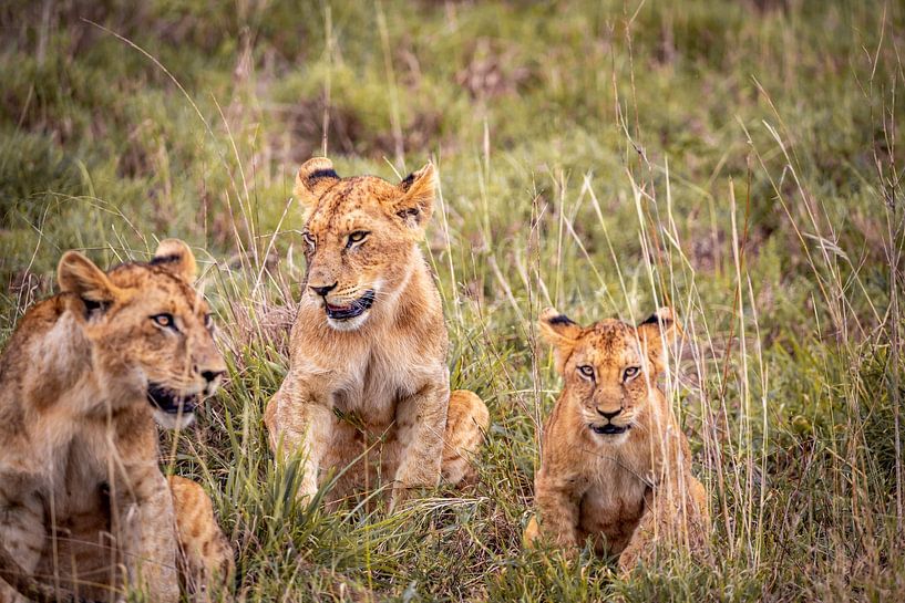 Drie leeuwbavianen of leeuwenwelpjes in Kenia Afrika. Safari in de ochtend van Fotos by Jan Wehnert
