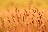 Natuur detail