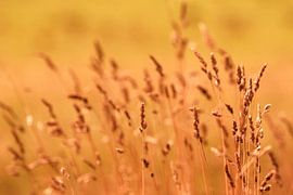 Natuur detail von Anouk Timmerman