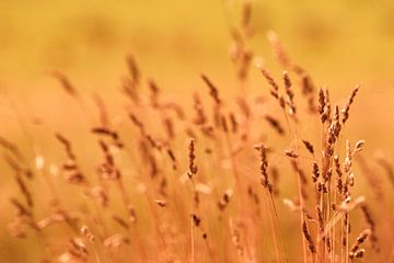 Natuur detail