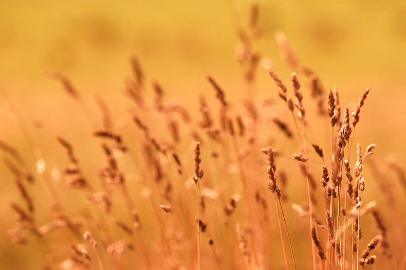 Natuur detail by Anouk Timmerman
