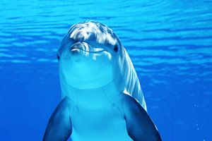 Delphin