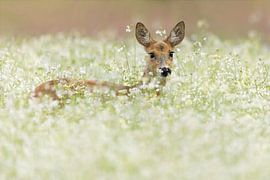 Chèvre von Danielle van Doorn
