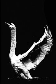 Schwanentanz Drei von Foto Studio Labie