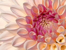 Close-up dahlia by Marlène Terpstra