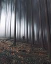 Magic trees  van Bryan Venken thumbnail