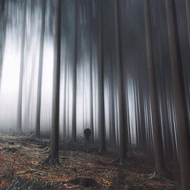 Magic trees  von Bryan Venken