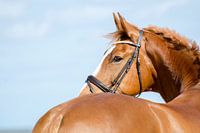 Paard aan zee