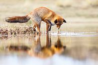 Red Fox reflection van Pim Leijen thumbnail