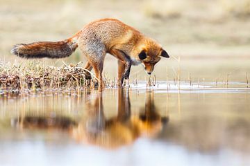 Red Fox reflection van Pim Leijen
