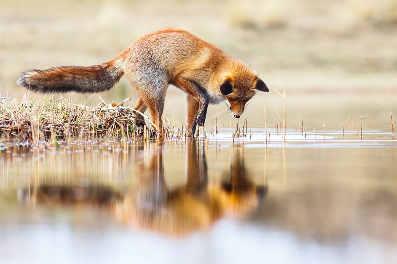 Red Fox reflection von Pim Leijen