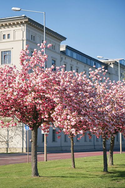 Les cerisiers en fleurs au printemps à Magdebourg par Heiko Kueverling
