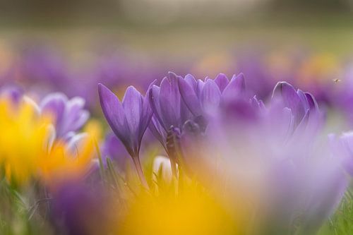 Heldere kleuren en een mooie bokeh van krokussen.