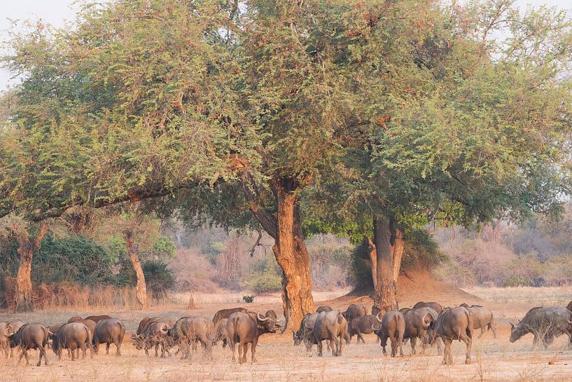 Buffels in bosrijke omgeving van Francis Dost