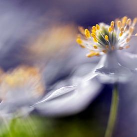 Buschwindröschen, die im Wind tanzen von Paula van den Akker