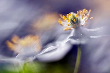 Wood anemones, dancing in the wind by Paula van den Akker