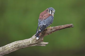 Amerikaanse Torenvalk (Falco sparverius) van Ronald Pol