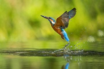 Alcedo atthis, Kingfisher after dive